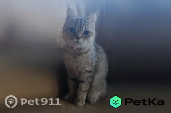 Найдена кошка, Село Навагинское, Центральная, д. 9А — приютилась у трассы Майкоп-Туапсе - photo