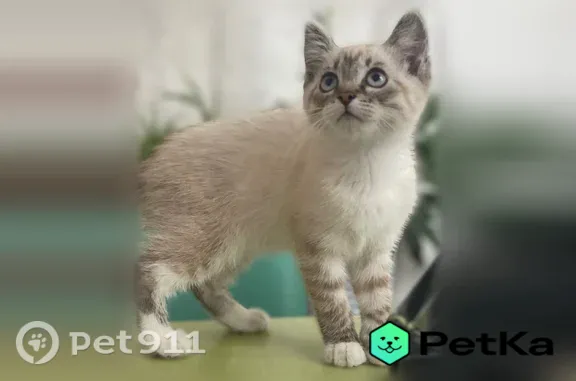 Пропала кошка, Брянск — котёнок 4 мес, по окрасу похожа на сиамскую - photo