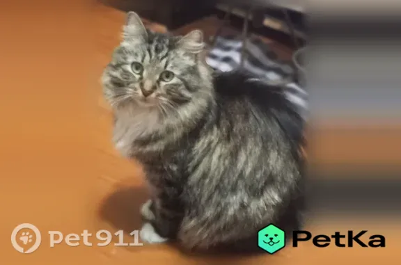 Пропала кошка, Поселок Тёсово-Нетыльский — сибирский кот, короткошёрстный, полосатый - photo