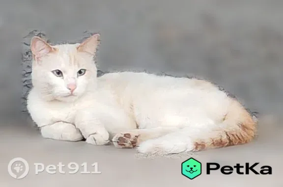 Найдена кошка, Кемерово, фото: Найдена кошка, Кемерово, Ворошилова, д. 7 — белая, рыжеватые ушки