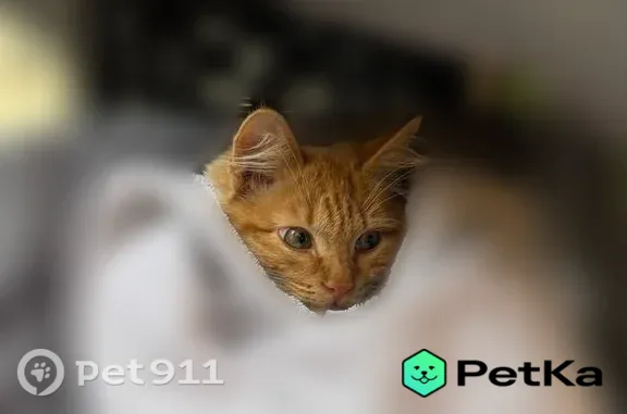 Найдена кошка, Берёзовский, фото: Найдена кошка, Березовский — котёнок 3–4 месяца, замерзшая и голодная