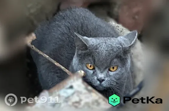 Найдена кошка, Красноярск, фото: Найдена кошка, Район Кировский (г Красноярск), Коммунальная, д. 26, Красноярск — британец