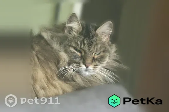 Пропала кошка, Ижевск, Ворошилова, д. 123 — пугливый домашний кот - photo