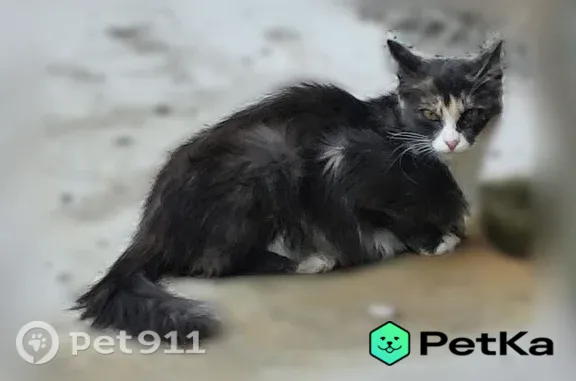 Найдена кошка, Георгия Исакова, д. 270, Барнаул — чёрно-белого окраса - photo