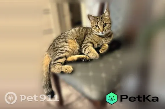 Пропала кошка, ул. Космонавтов, Темрюк — зовут Ася - photo