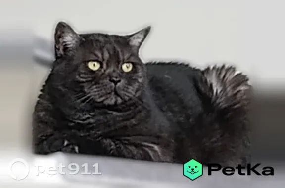 Пропала кошка, Село Зубово, Прудовая, д. 26, Зубово — чёрная, хвост кольцом - photo