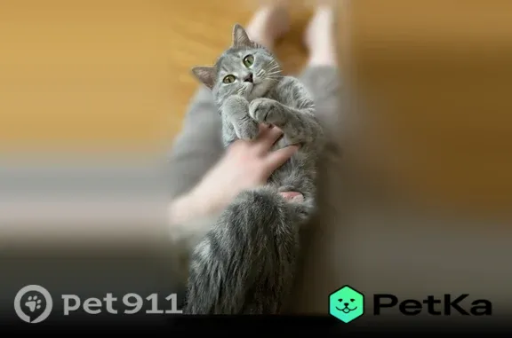 Пропала кошка, Иркутск — худого телосложения, за ухом рана - photo