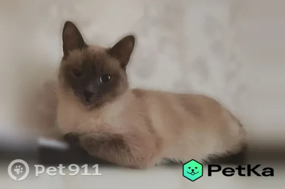 Пропала кошка, район Шуист, Пенза — убежала ночью - photo