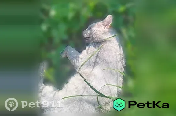 Кошки потеряшки, Мытищи, фото: Потеряшка кошка, Деревня Аббакумово (г Мытищи), Мытищи — попал под машину, забрали