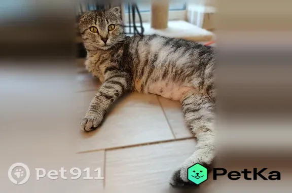 Найденные животные Нижний Новгород, фото: Найдена кошка, Нижний Новгород, Ярошенко, д. 1 — серая, в полоску, вислоухая