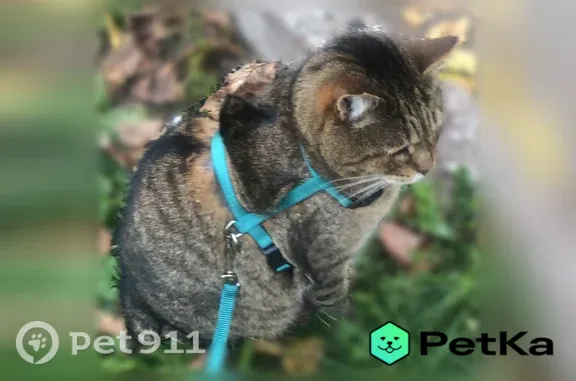 Пропала кошка, Район Советский (г Уфа), Октября, д. 44/1, Уфа — серый окрас, короткий хвост - photo