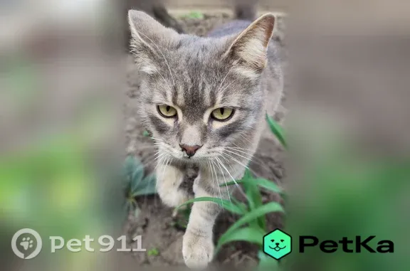 Найдена кошка, 4-й Онежский, д. 25, Краснодар — ласковая, пугливая - photo