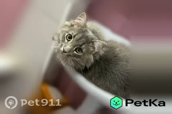 Пропала кошка, Лёни Голикова, д. 70 А, Санкт-Петербург — у метро «Проспект Ветеранов», очень пугливая - photo