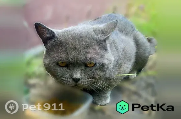 Найдена кошка, Улан-Удэ, фото: Найдена кошка, Строителей, Улан-Удэ — котик породистый, с голубым ошейником