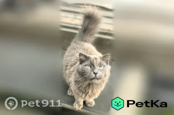 Найдена кошка, Курган, фото: Найдена кошка, А.Матросова, д. 68, Курган — дымчатая, пушистая, маленькие ушки