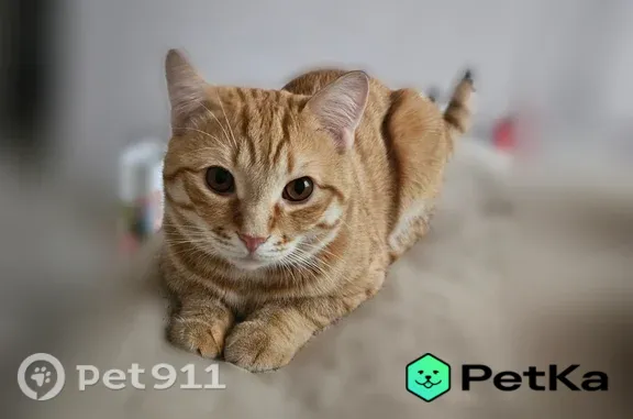 Пропала кошка, Похвистнево, Революционная, д. 151 — игривый непоседа - photo