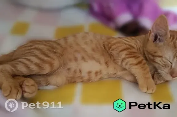 Пропала кошка, Ейск, Советов — мальчик, 5 месяцев, рыжий - photo