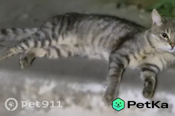 Найдена кошка, Белая Калитва, фото: Найдена кошка, Белая Калитва, Светлая, д. 7 — молодой серенький котик, ласковый