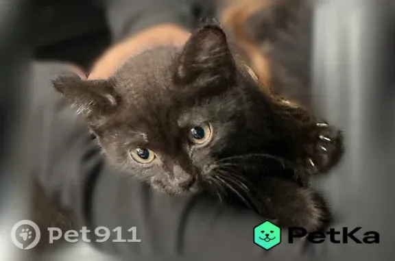 Найдена кошка, Тюмень, фото: Найдена кошка, Профсоюзная, д. 17, Тюмень — тёмно-коричневый котёнок, мальчик