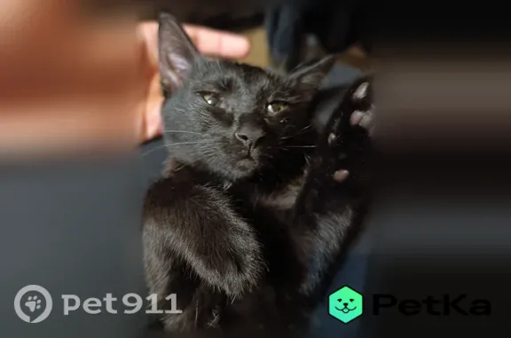 Пропала кошка, Район Советский (г Уфа), Рихарда Зорге, д. 18, Уфа — маленький котенок, почти не мяукает - photo