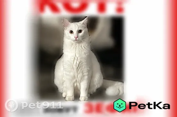 Пропала кошка, СНТ Петушки, Редкино — пугливый кот Зефир - photo