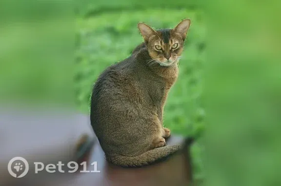 Пропала кошка, Село Перхушково (г Одинцово), д. 82, Одинцово — дикий окрас - photo