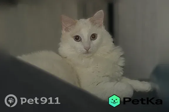 Пропала кошка, Томск, Учебная, д. 3/1 — молодой белый кот с рыжим окрасом, может быть травмирован - photo