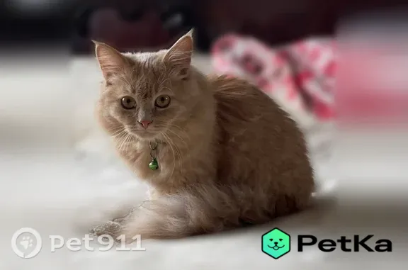 Пропала кошка, Станица Новотроицкая, Советская, Новотроицкая — рыже-бежевый окрас, длинношёрстная - photo