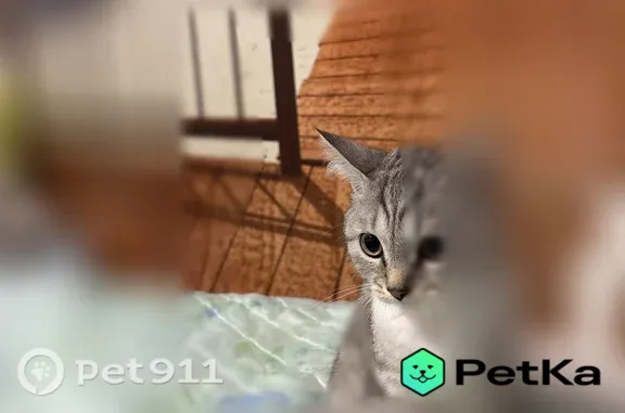 Найдена кошка, Сургут, фото: Найдена кошка, Сургут, Дружбы, д. 14 — котёнок 3–4 месяца, светло-серая