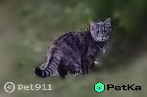 Окрас: серая полосато-пятнистая с рыжеватыми пятнами по телу. Спрыгнула с окна первого этажа с задней стороны дома.