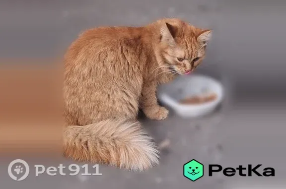 Найдена кошка, Нижний Новгород, фото: Найдена кошка, Исполкома, д. 14, Нижний Новгород — ласковая домашняя рыжая