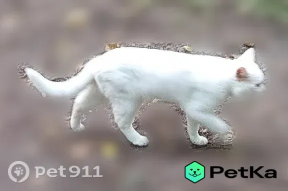 Найдена кошка, Нижний Новгород, фото: Найдена кошка, Ванеева, д. 209 1А, Нижний Новгород — белая, у входа в Щелковский хутор