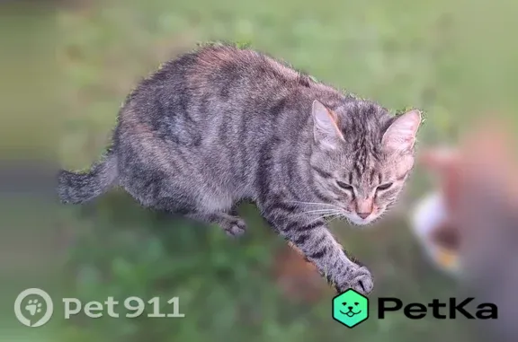 Найдена кошка, Рязань, фото: Найдена кошка, Голенчинское, Рязань — с котятами, ручные котята