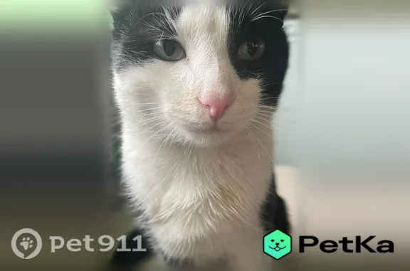 Пропала кошка, Село Раевский, Олега Кошевого, Раевский — черно-белая, писклявый голос - photo