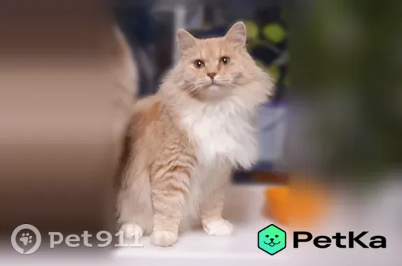 Пропала кошка, Чебоксары - photo