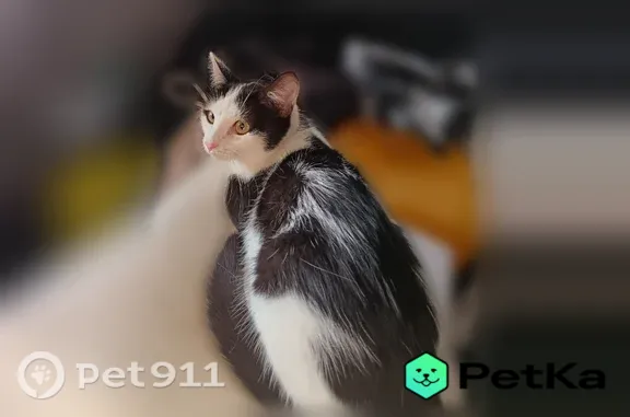 Кошки потеряшки, Уфа, фото: Потеряшка кошка, Уфа, Воинов-Интернационалистов, д. 5 — чёрно-белая, худая, жёлто-зелёные глаза