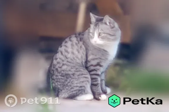Найдена кошка, Выльгорт, фото: Найдена кошка, Село Выльгорт, Гагарина, д. 38, Выльгорт — Карамелька уже дома