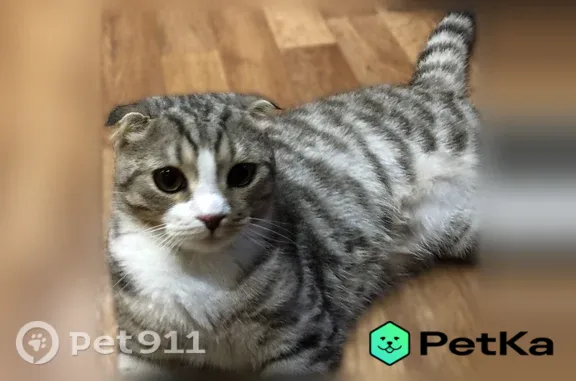 Найдена кошка, Лянтор, фото: Найдена кошка, Микрорайон 7-й (г Лянтор), д. 21, Лянтор — мальчик, шотландский вислоухий