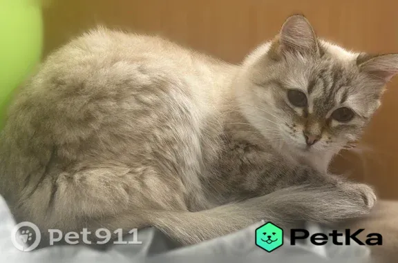 Убежала кошка рано утром в 3:30, небольшая, пугливая. Если увидели ее, свяжитесь, пожалуйста, со мной.