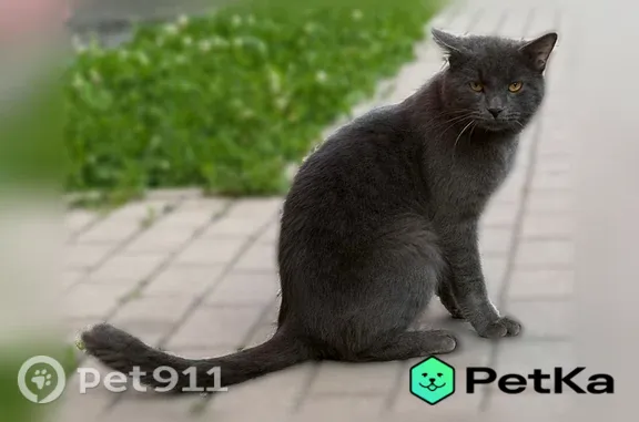 Кошка ищет дом, Поселок Сосново, Никитина, Сосново — необычный кот, любит уют и внимание - photo