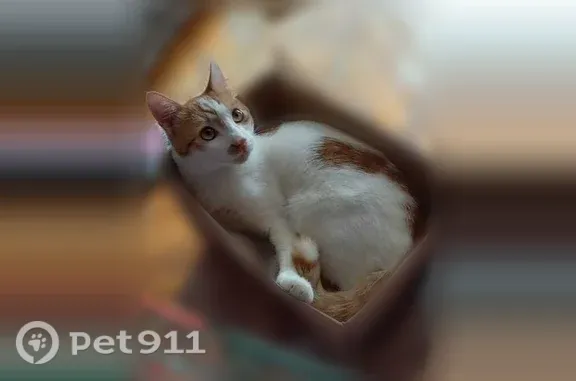 Пропала кошка, Кисловодск, Чайковского, д. 9 — рыже-белый окрас - photo
