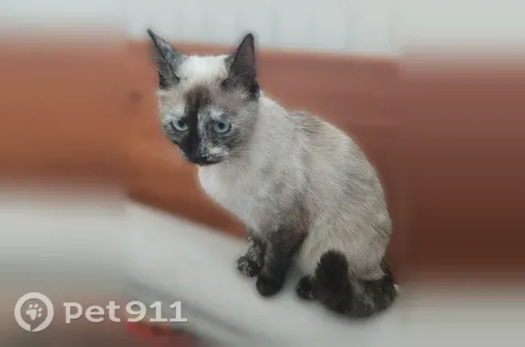 Найдена кошка, Уфа, фото: Найдена кошка, Комсомольская, д. 145, Уфа — молодая, в ошейнике без номера