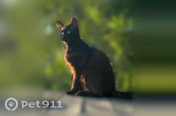 Найдена кошка, Ярославль, фото: Найдена кошка, Ярославль, Толга, д. 3 — худaя, блохастая