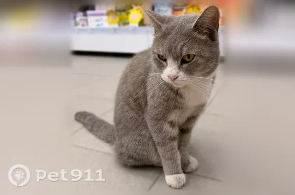Найдена кошка, Ульяновск, фото: Найдена кошка, Промышленная, д. 79А, Ульяновск — серый кот, кастрированный