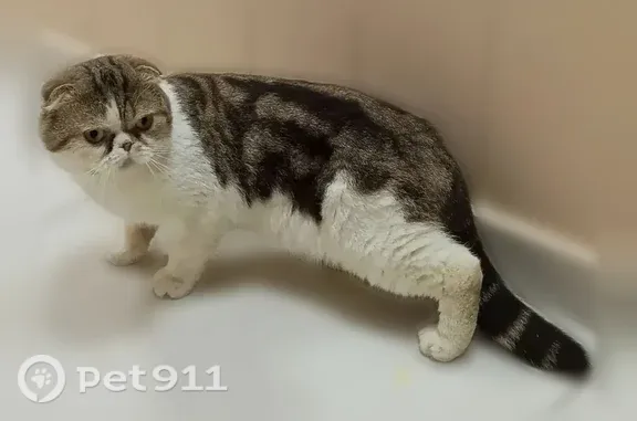 Найдена кошка, Астрахань, фото: Найдена кошка, у аптеки «Здравушка» на Н. Ветошникова 56, Астрахань — шотландская вислоухая породы