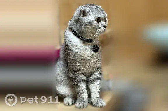 Кошки потеряшки, Сургут, фото: Потеряшка кот, Днт Богдановское 5/19, Сургут — шотландский вислоухий, светло-серый