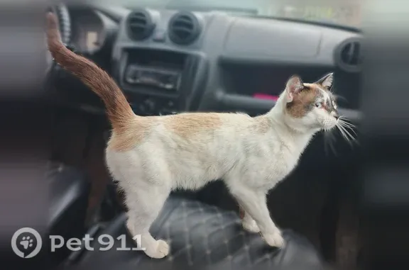 Пропала кошка, Поселок Фадеевский, Рабочая — большая грыжа на животе - photo