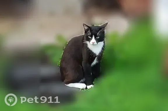 Потерянные животные Борисова Грива, фото: Пропала кошка, Деревня Борисова Грива, Центральная, д. 2/1, Борисова Грива — чёрный с белой грудкой в виде бабочки, пугливый