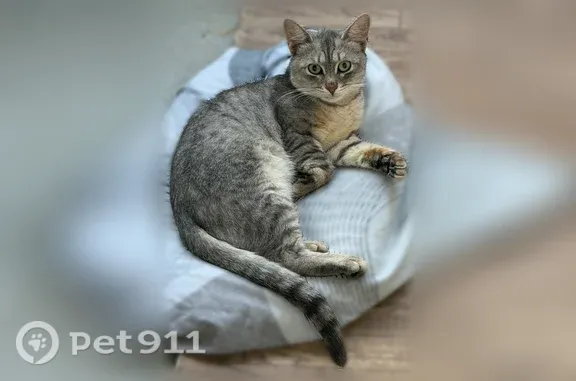 Найдена кошка, Уфа, фото: Найдена кошка, Зеленогорская, Уфа — молоденькая, отзывается на кыс-кыс