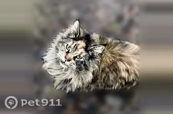 Пропала кошка, Лесная, Руза — обычно не отходит от дома - photo